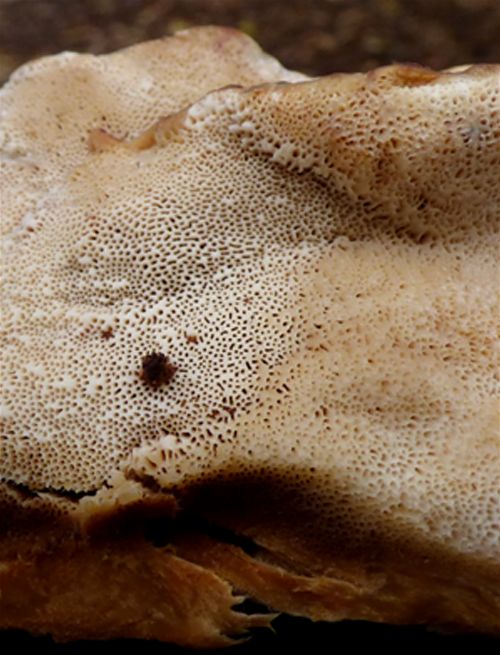 The irregular pore surface bruising a light beige 